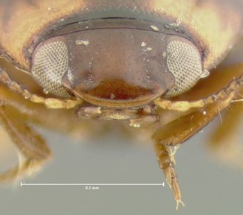 Media type: image;   Entomology 23887 Aspect: head frontal view